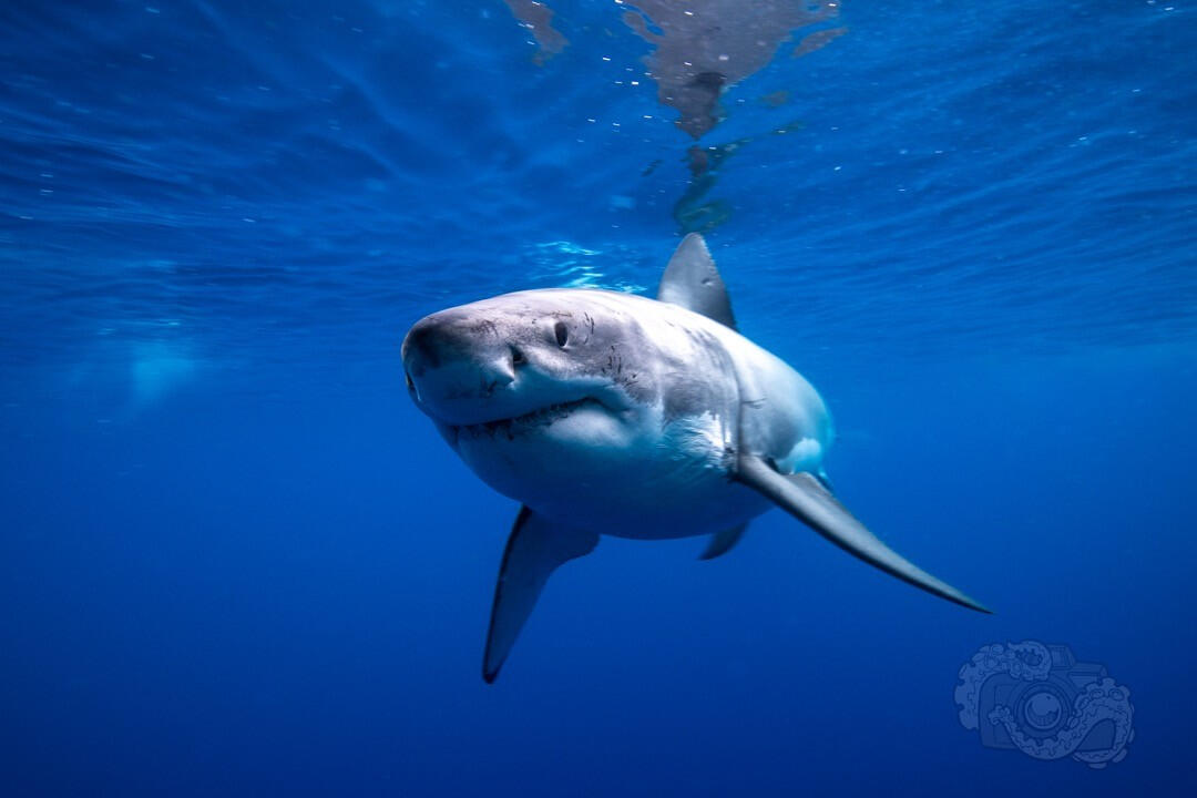 Great white shark -- Isla Guadalupe