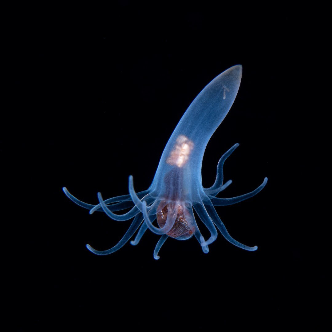 Tube anemone larva eating an amphipod -- blackwater diving off West Palm Beach