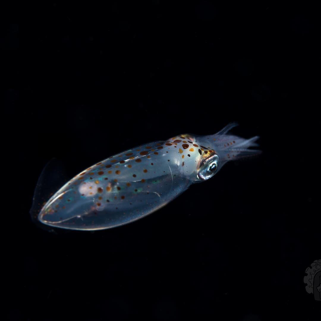 Juvenile reef squid