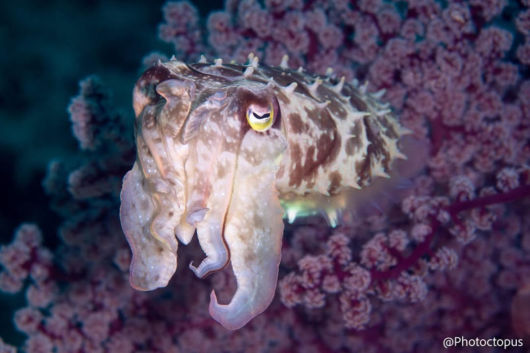 Cuttlefish (sp. Sepia Esculenta) -- Bangka Island