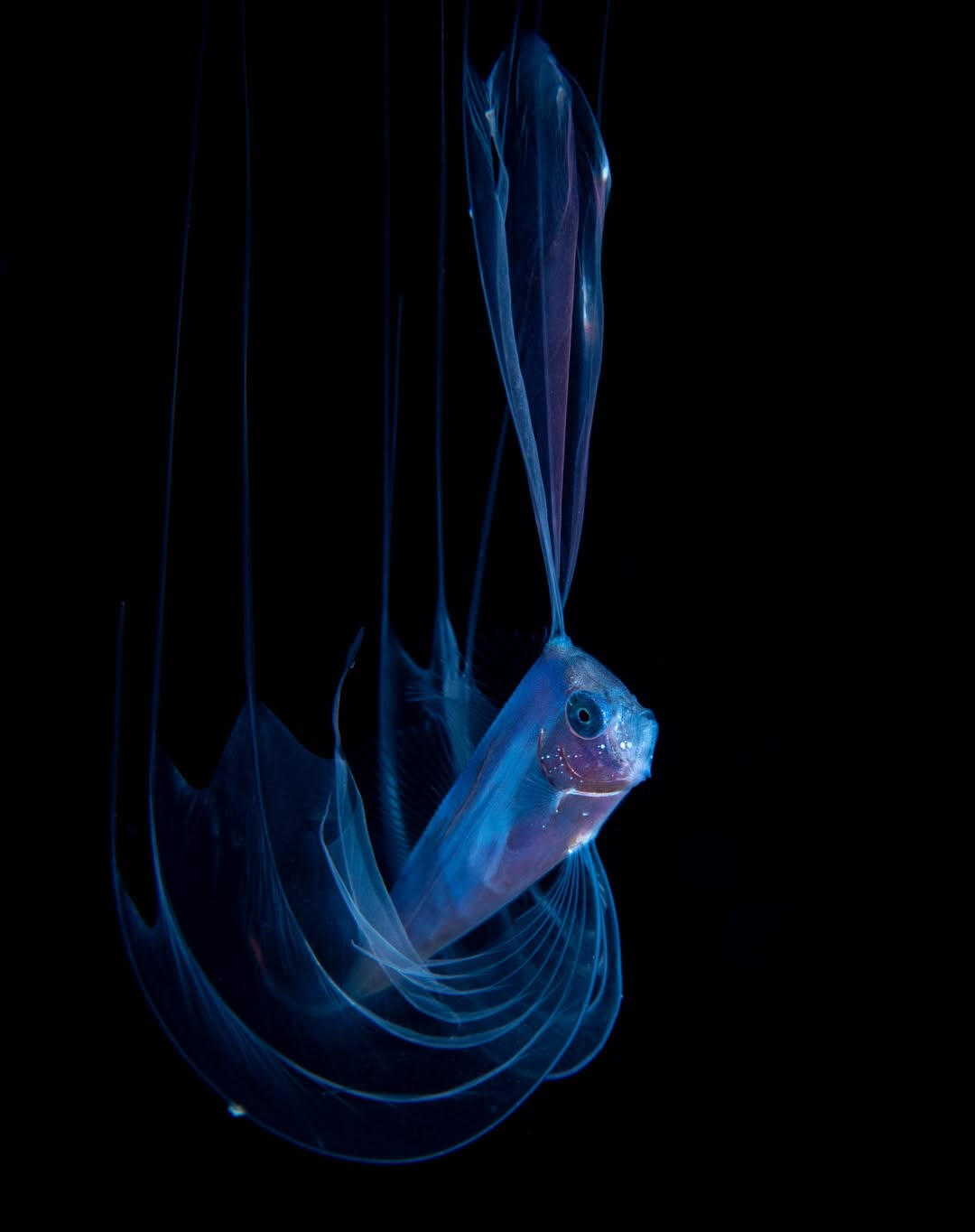Ribbonfish (sp. Trachipteridae) - taken in over 700ft of water
