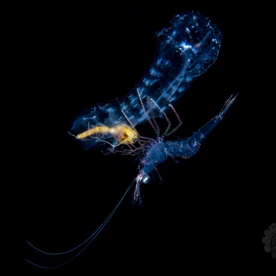 Shrimp larva riding a salp -- West Palm Beach, FL