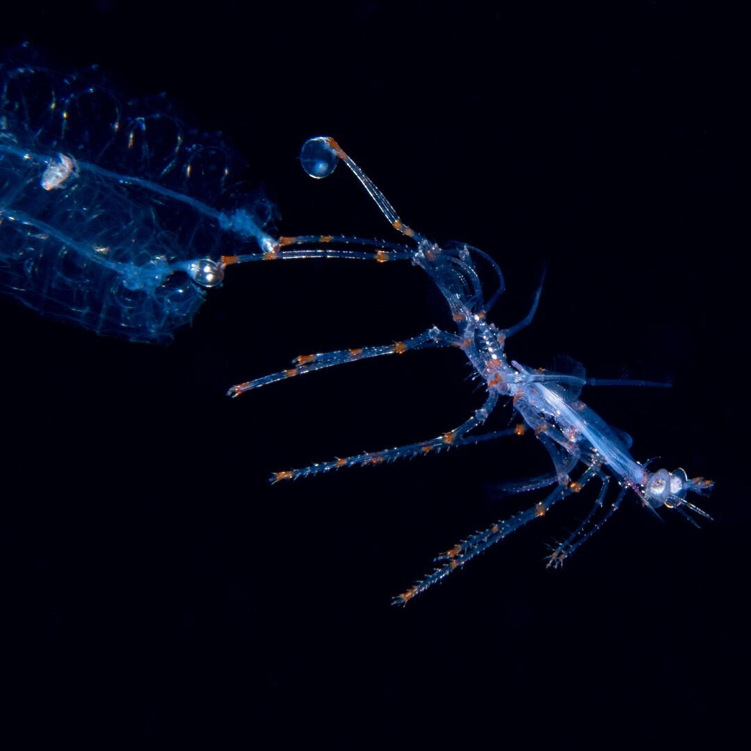 Spiny lobster dragging 2 sinophores -- West Palm Beach, FL