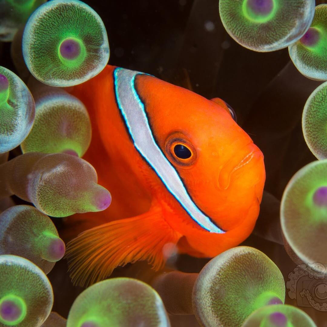 Tomato clownfish -- Fiji