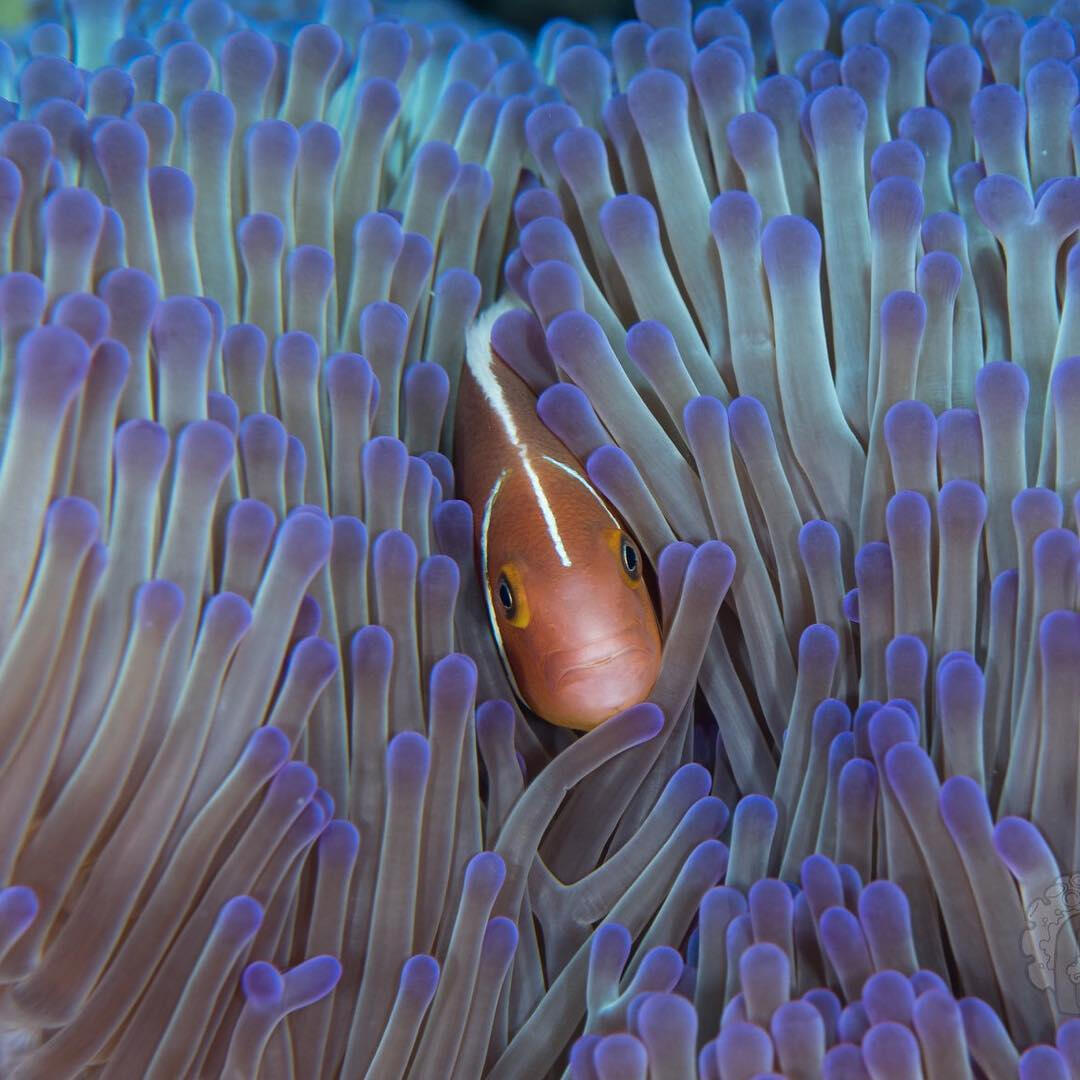 Skunk clownfish -- Fiji