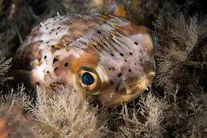 porcupinepuffer-bhb_orig