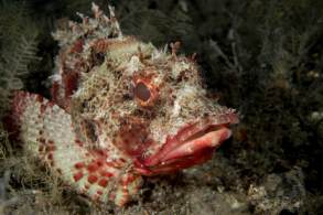 scorpionfish_orig