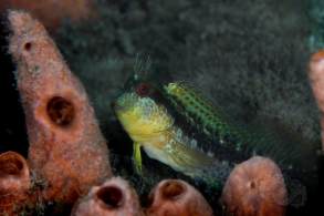 seaweed-blenny_orig